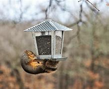 Image result for Squirrel Proof Bird Feeders