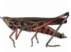 Image result for Bull Cricket Insect