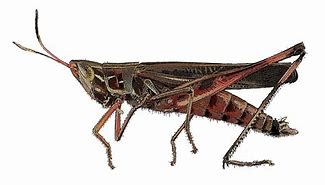 Image result for Cricket Pest Repellent