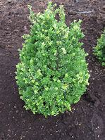 Image result for Ilex crenata Dark Green