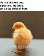 Image result for Baby Chicken Meme