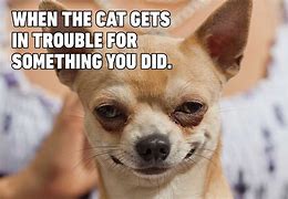 Image result for Cute and Funny Dog Memes