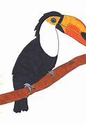 Image result for Toucan Bird Drawing