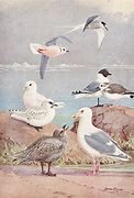 Image result for Seagull Print