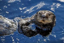 Image result for Otter Chest