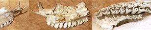 Image result for Deer Jaw Age Chart