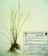 Image result for herbar