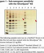 Image result for IP Silver Staining