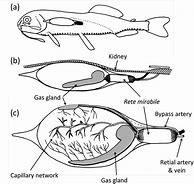 Image result for Sea Animal Adaptations