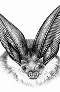Image result for Pencil Bat