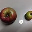 Image result for Apple without Brown