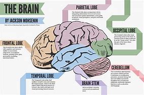 Image result for How Much of Your Brain Do You Use