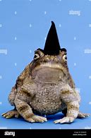 Image result for Toad Witch Hat