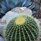 Image result for Desert Barrel Cactus Flowers
