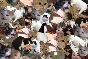 Image result for Internet Cat Meme Collage