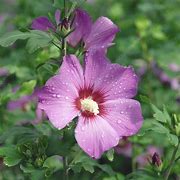 Image result for Hibiscus syriacus Russian Violet