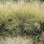 Image result for Deschampsia cespitosa Schottland