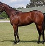 Image result for Light Bay Thoroughbred Racing
