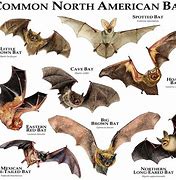 Image result for Small Bats Species