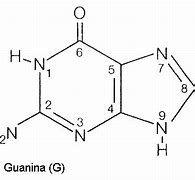 Image result for guanina