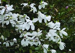 Risultato immagine per Magnolia wadas memory