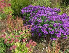 Image result for Aster novae-angliae Purple Dome