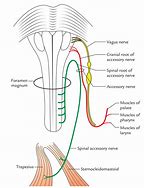 Image result for Accessory Nerve