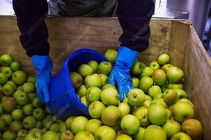Image result for Fresh Whole Apples