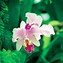 Image result for Fiji National Flower
