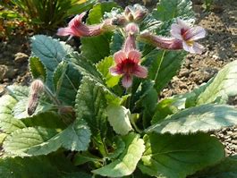 Image result for Rehmannia henryi