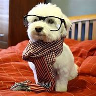 Image result for Cute Puppies with Glasses