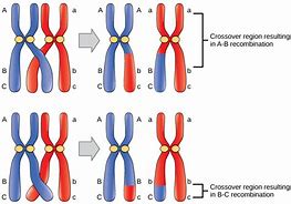 Image result for What Happens during Crossing Over in Meiosis