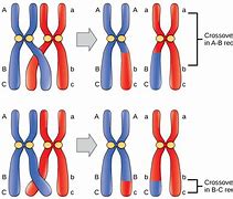 Image result for DNA Chromosome Structure