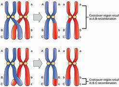 Image result for Where Is a Gene On a Chromosome