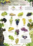 Image result for White Wine Grape Varieties