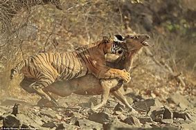 Image result for Tiger Hunting Dear Story
