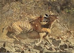 Image result for Tiger Kills Horse