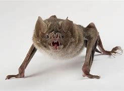 Image result for Vampire Count Dracula Bat