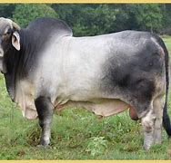 Image result for Brahman Cross Cattle