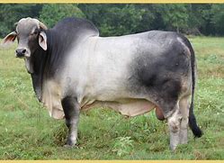 Image result for brahma cattle temperament