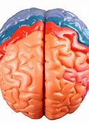 Image result for Brain Color