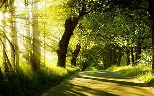 Image result for Summer Nature Scenes