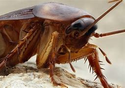 Image result for la cucaracha