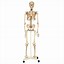 Image result for Life Size Skeleton Print Out