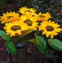 Image result for Solar Powered Sunflowers
