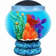 Image result for Fishbowl