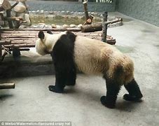 Image result for Starving Panda
