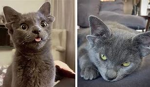 Image result for Cat with 4 Ears