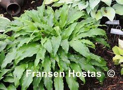 Image result for Hosta Ringtail