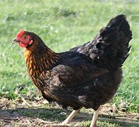 Image result for Race Poule